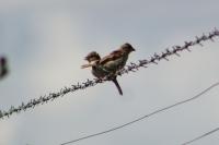 Passer domesticus