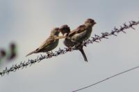 Passer domesticus