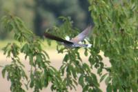 Streptopelia turtur