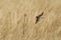 Hirundo rustica