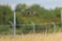 Hirundo rustica