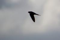 Hirundo rustica