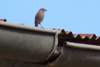 Phoenicurus ochruros