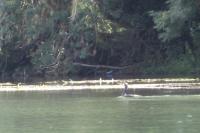 Phalacrocorax carbo