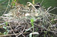 Gallinula chloropus