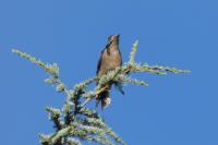 Dendrocopos major