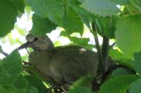 Streptopelia decaocto