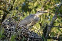 Ardea cinerea