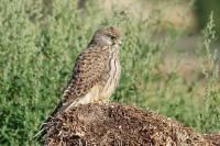Falco tinnunculus