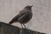 Phoenicurus ochruros