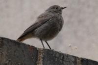 Phoenicurus ochruros