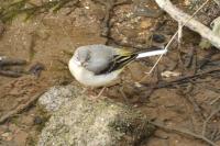 Motacilla cinerea