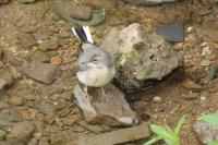 Motacilla cinerea