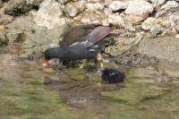 Gallinula chloropus