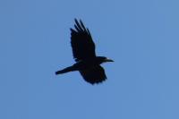 Corvus frugilegus