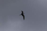 Sterna hirundo