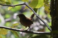 Troglodytes troglodytes