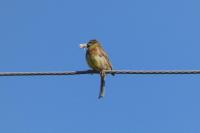Emberiza cirlus