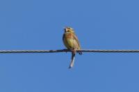 Emberiza cirlus
