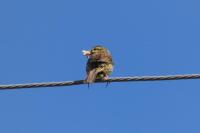Emberiza cirlus