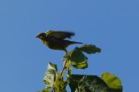 Chloris chloris