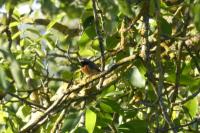 Phoenicurus phoenicurus