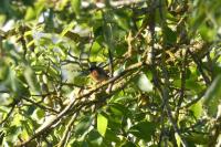 Phoenicurus phoenicurus