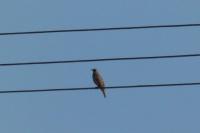 Turdus viscivorus