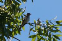 Muscicapa striata