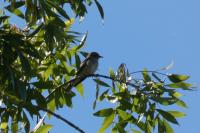 Muscicapa striata
