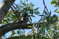 Dendrocopos major