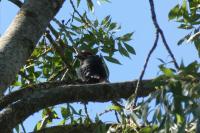Dendrocopos major