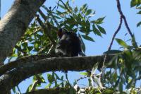 Dendrocopos major