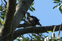 Dendrocopos major