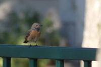 Phoenicurus phoenicurus