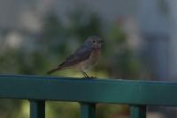Phoenicurus phoenicurus