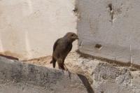 Phoenicurus ochruros