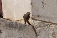 Phoenicurus ochruros