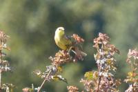 Emberiza citrinella