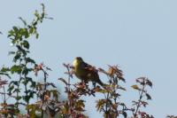 Emberiza citrinella