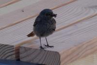 Phoenicurus ochruros