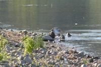 Charadrius dubius
