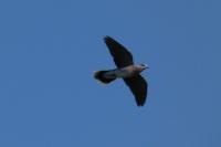 Streptopelia turtur