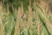 Saxicola rubicola