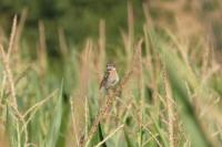 Saxicola rubicola