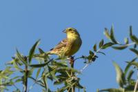 Emberiza citrinella