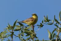Emberiza citrinella