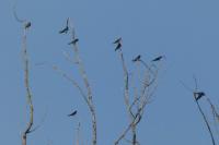 Hirundo rustica