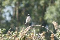 Lanius collurio