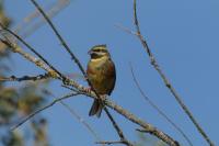 Emberiza cirlus